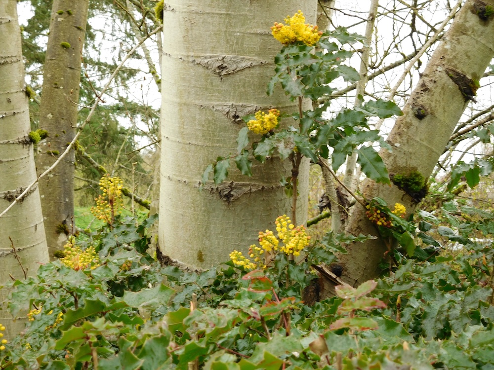 tree